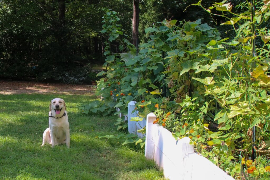 outdoor dog potty area